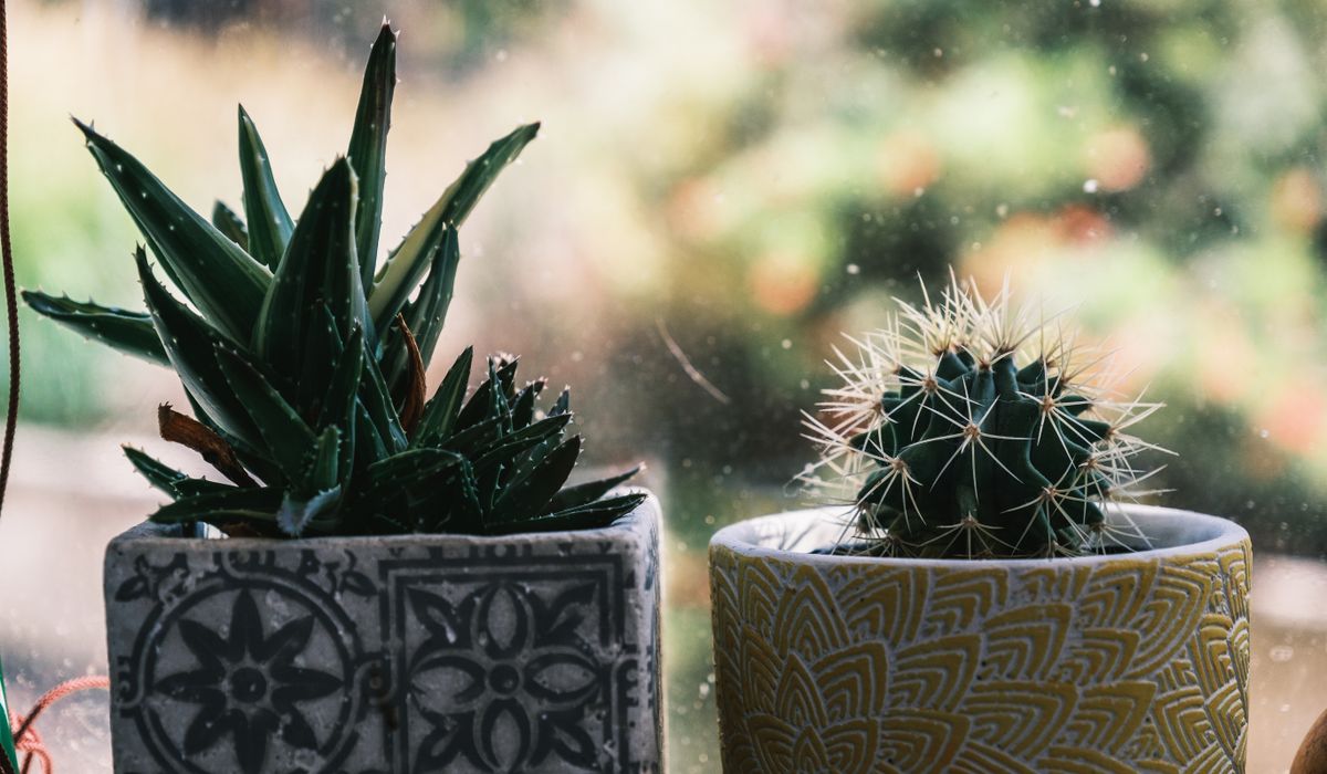 Autumn Jobs for Balcony and Container Growers