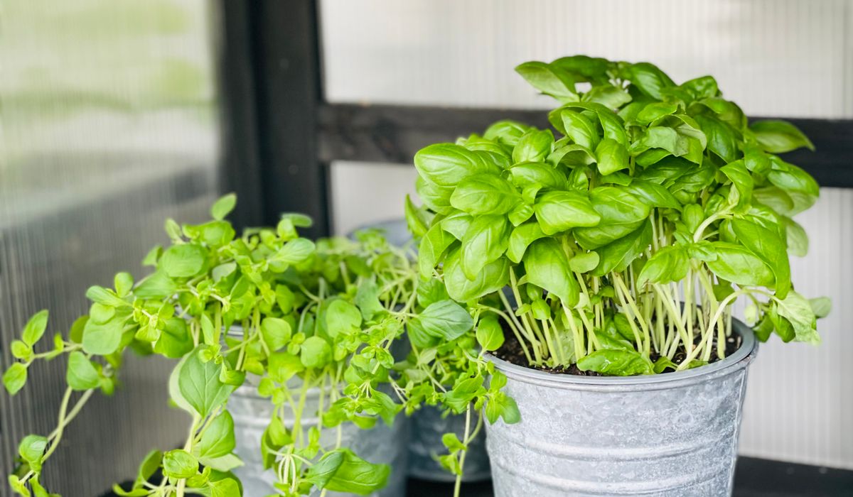 Building a Simple Wormery for Kitchen Waste