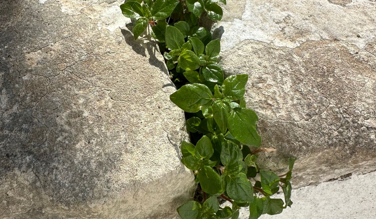 Choosing Furniture for a Tiny Courtyard Garden