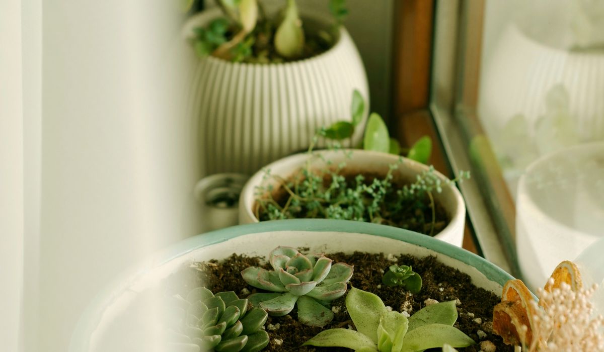 Choosing Wind-Resistant Plants for a City Balcony