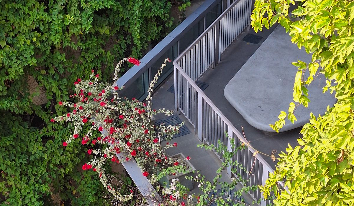 Creating Privacy on a Balcony with Climbing Plants