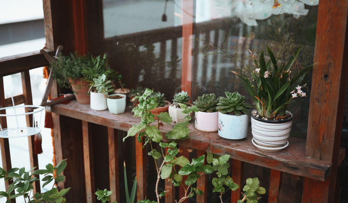 Growing Microgreens on a Narrow Windowsill