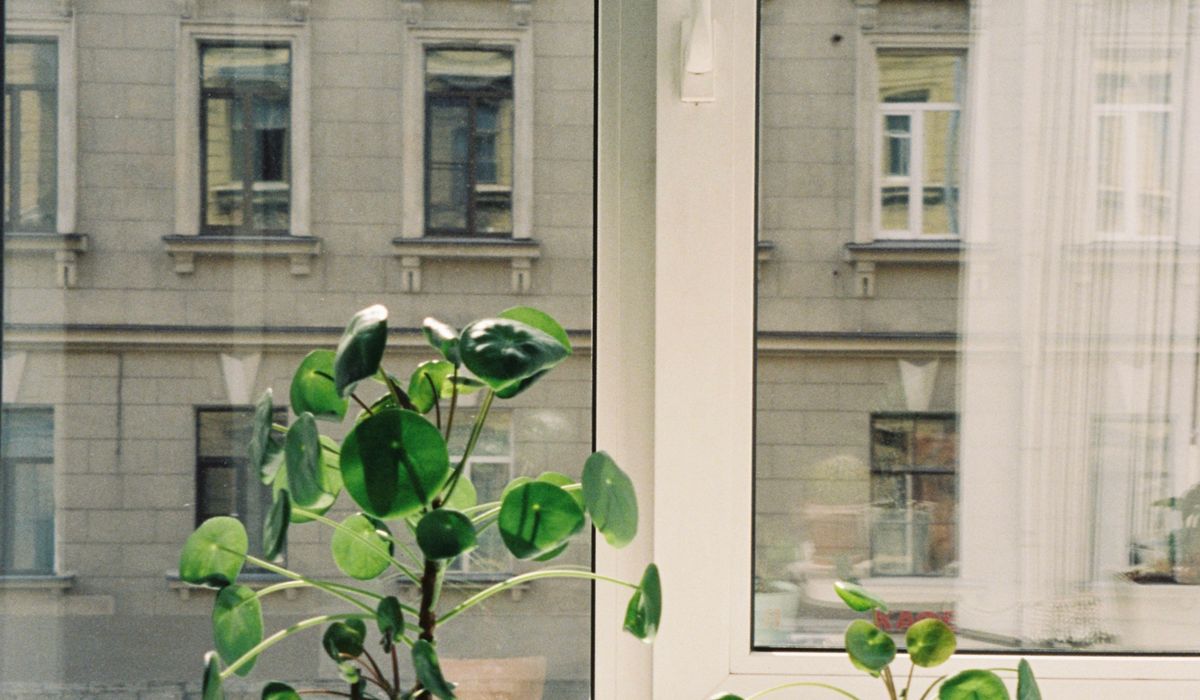 How to Water Containers While on Holiday