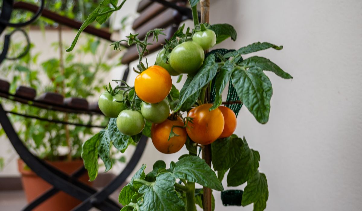 Keeping Mint Under Control in Containers