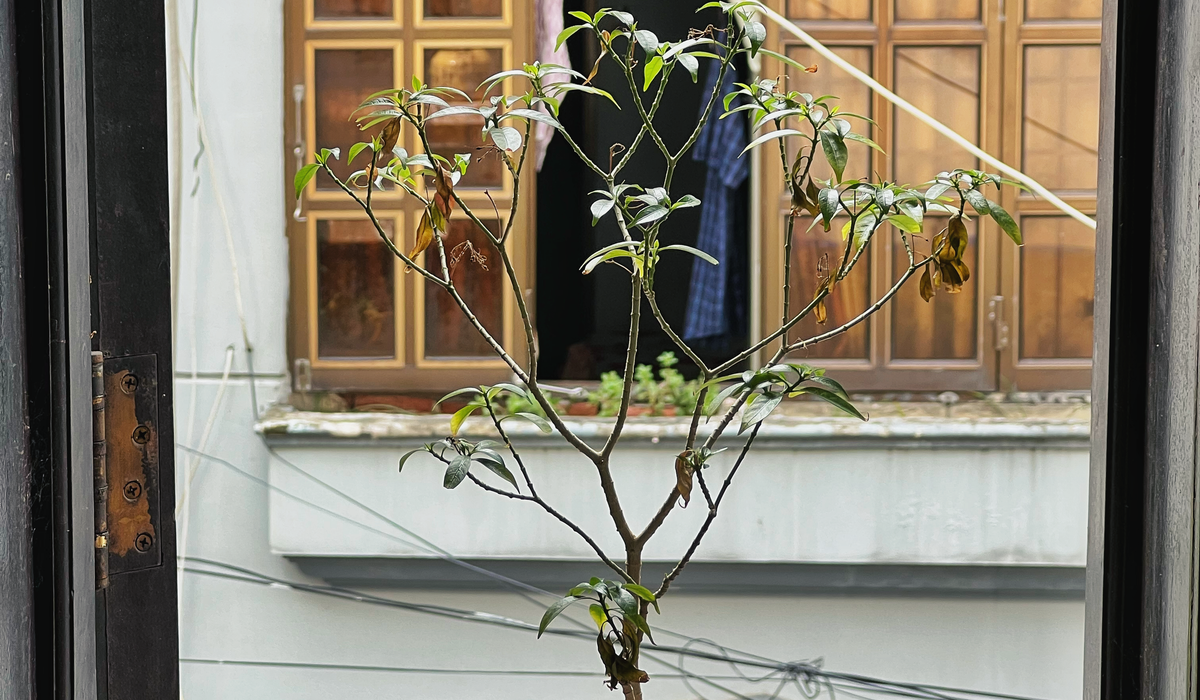 Low-Light Houseplants That Tolerate British Homes