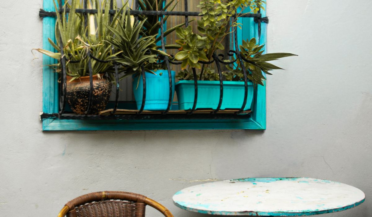 Reviving Tired Houseplants After a Dark Winter