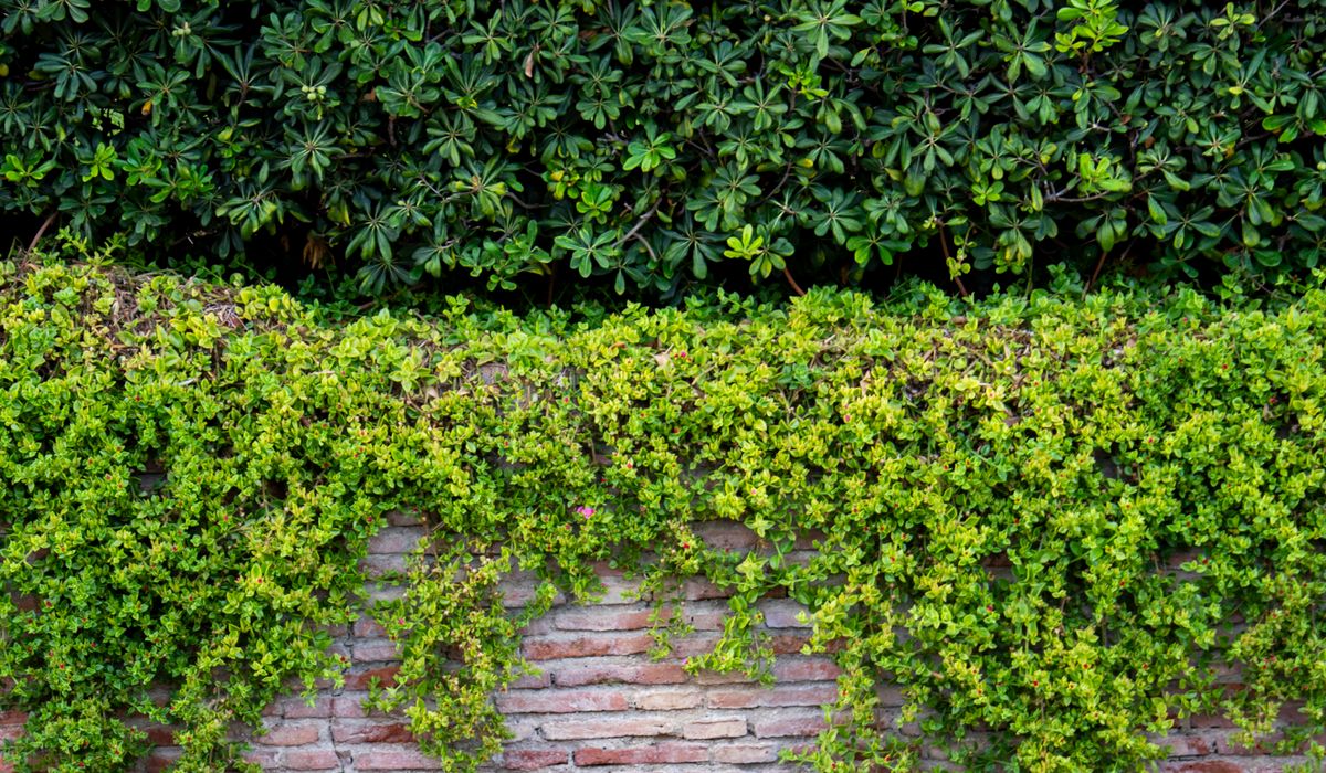 Spring Container Displays for Small Front Gardens