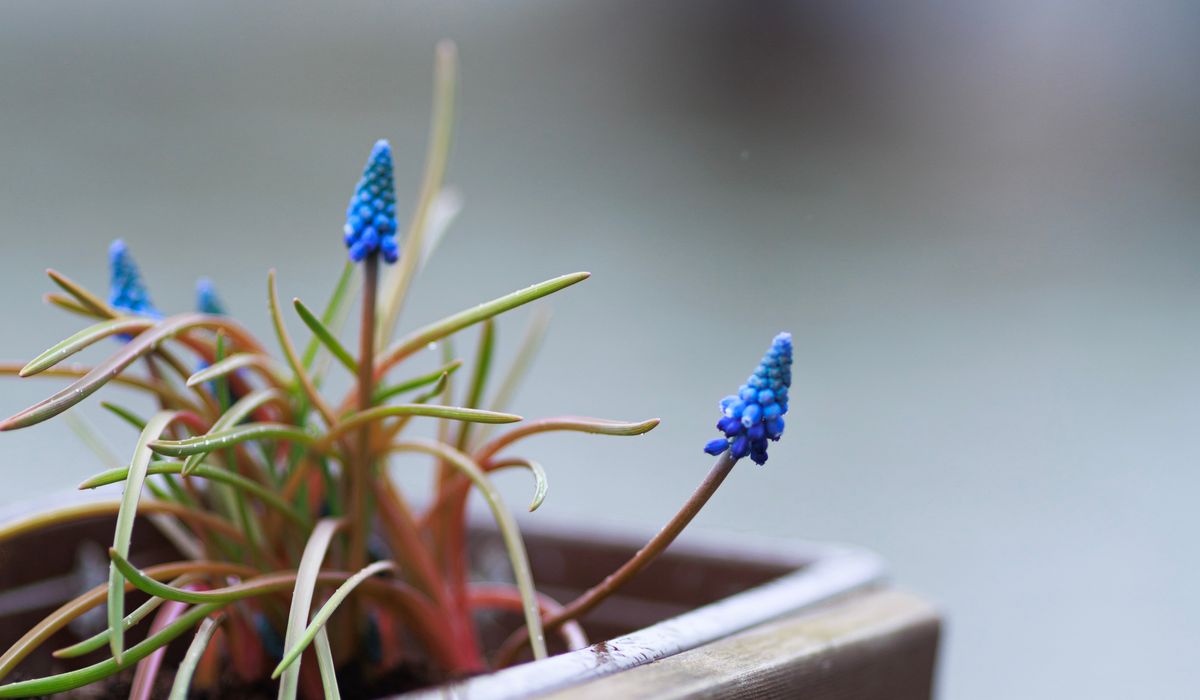 Starting a Kitchen Herb Garden from Supermarket Cuttings