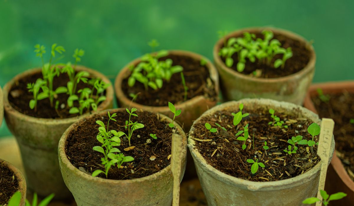 Winter Protection for Pots and Patio Plants
